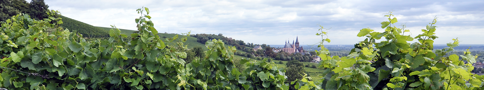 Vineyard with a view of a church © Dienstleistungszentren Ländlicher Raum